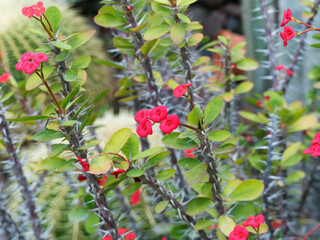 Euphorbia milii | Couronne d'épines ou couronne du Christ aux fleurs à bractées rouges et feuilles ovales vertes marginées de rouge sur tiges brunes acérées
