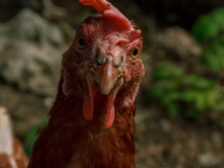 Brown chicken farm animal portrait