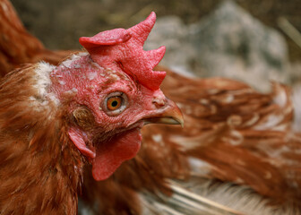 Brown chicken farm animal portrait