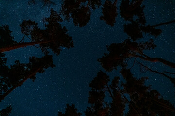 Fototapeta na wymiar Night sky with visible stars in a remote location where you can see tree tops