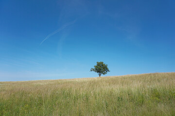 Lonely tree on top of a hill