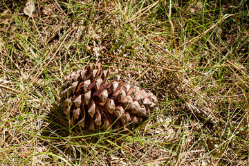 pine cone in the forest