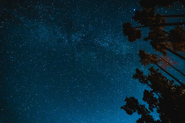 Night sky with visible stars in a remote location where you can see tree tops