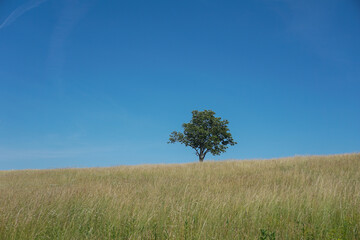 Fototapeta na wymiar Lonely tree on top of a hill