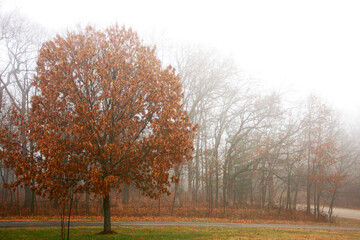 autumn fog