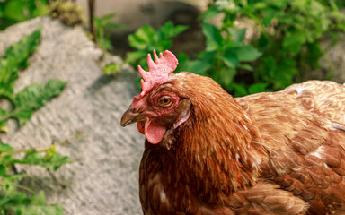Brown chicken farm animal portrait