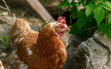 Brown chicken farm animal portrait