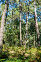 magnificent landscapes of the Landes forest in the south west of France