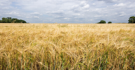 Ripe Wheat in field ready for harvest