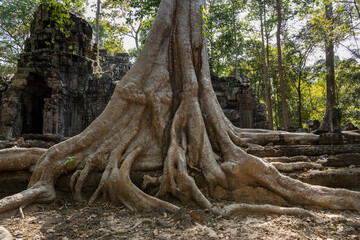 Ta Prohm, Angkor Wat, Cambodia, trees engulfing the temple structures with roots