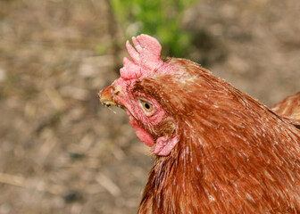 Brown chicken farm animal portrait