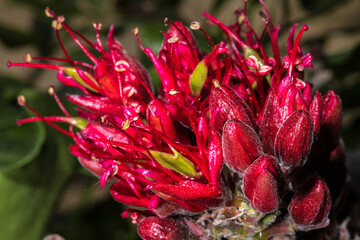 Flower of Weeping Boer-bean (Schotia brachypetala)