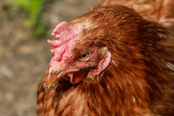 Brown chicken farm animal portrait