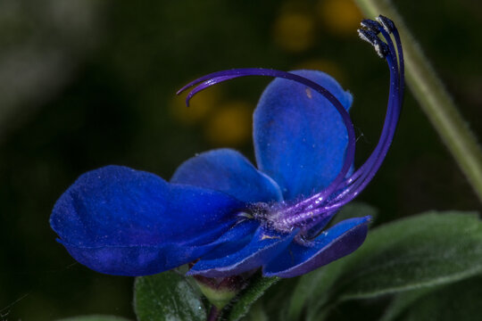 Flower of Blue Glory Bower or Blue Butterfly Bush (Rotheca myricoides)