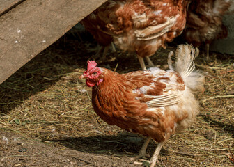 Farm bird brown chicken walking