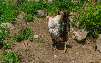 Farm rooster bird walking around