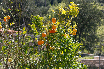 Orangenbaum