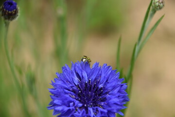 beautiful colorful virginia wildflowers blue and purple close up