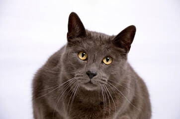Chat