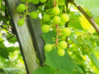 green ripening grapes on the branches. summer. harvest.