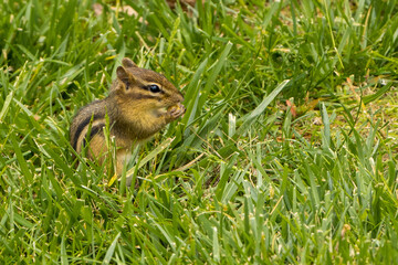 Eastern Chipmunk in the Grass
