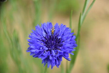 beautiful colorful virginia wildflowers blue and purple close up