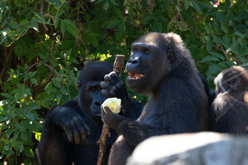 two gorillas in a field one holding a stick and eating fruit