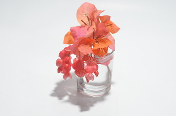 vase with red flowers on isolated white background