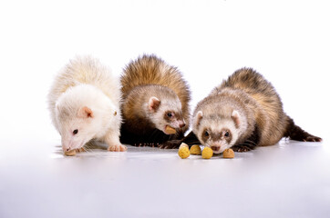 Furet