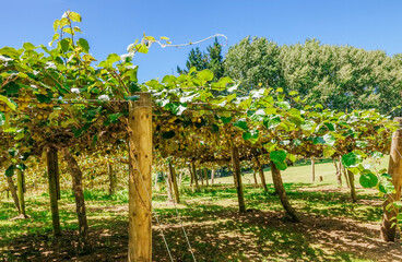 Kiwifruit farm