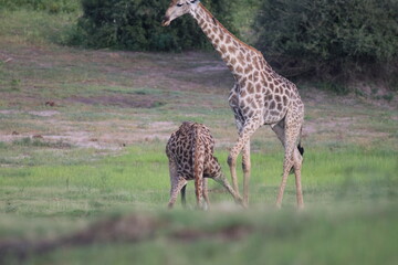 Wild African Giraffes by the Chobe River in Botswana