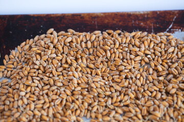 Dried grain wheat sprouts close up