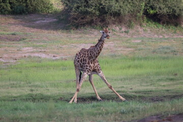 Wild African Giraffes by the Chobe River in Botswana