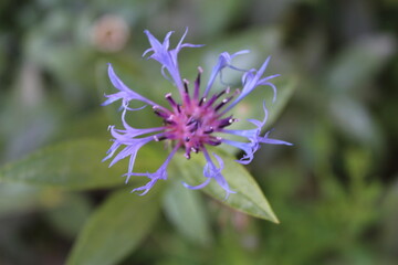close up of a flower
