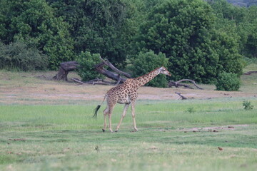 Wild African Giraffes by the Chobe River in Botswana
