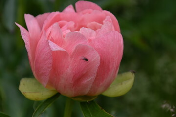 beautiful spring pink red flower bud isolated close up in nature