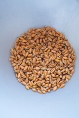 Dried grain wheat sprouts close up