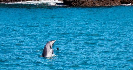 Dolphin in Bay of Islands, New Zealand