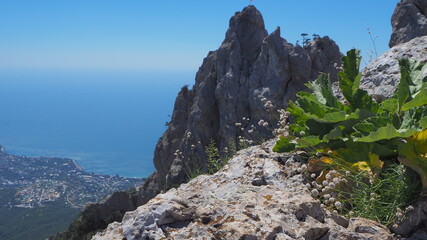 Naklejka premium OLYMPUS DIGITAL CAMERA