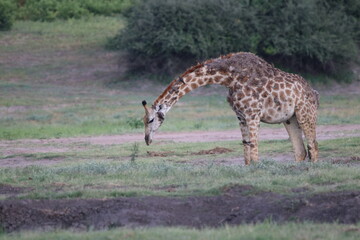 Wild African Giraffes by the Chobe River in Botswana