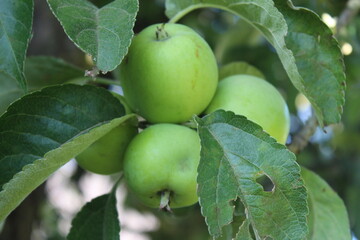 apples on tree