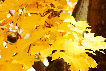 Yellow autumn leaves on the tree
