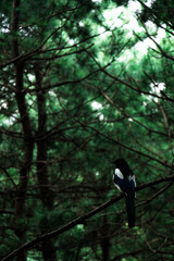 bird on a tree