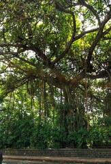 Fototapeta premium Beautiful picture of old tree at the side of road