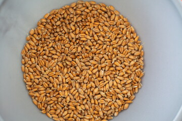 Dried grain wheat sprouts close up