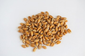 Dried grain wheat sprouts close up
