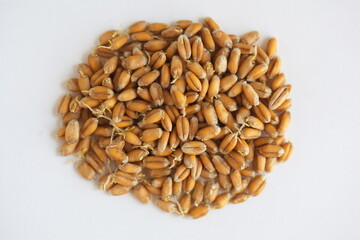 Dried grain wheat sprouts close up