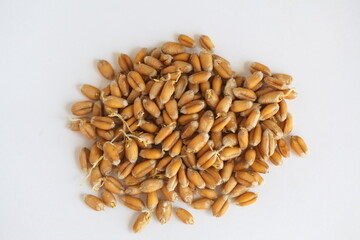 Dried grain wheat sprouts close up