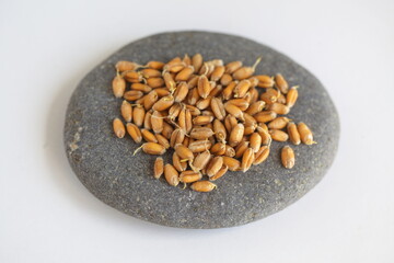 Dried grain wheat sprouts close up