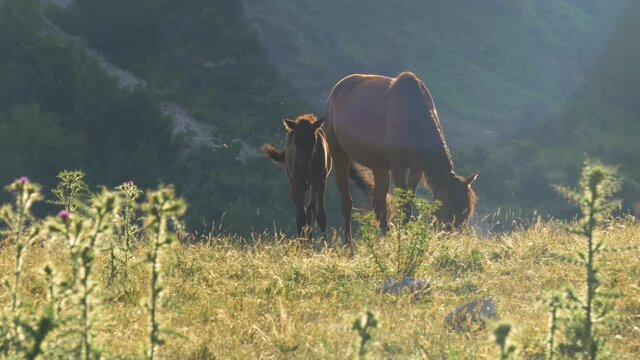 Horse with a Colt Grass-feeding in Albanian Mountains (Eastern Europe)